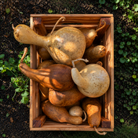 Lantern Glow: A Natural Lantern Making Workshop